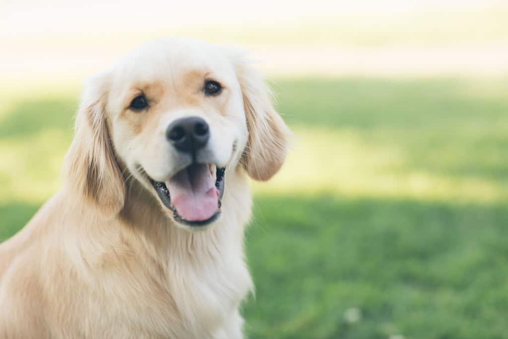 Can You Pass The Ultimate Dog Trivia Quiz?